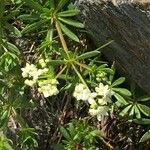 Galium anisophyllon Συνήθη χαρακτηριστικά