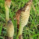 Equisetum telmateia Blodyn