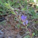 Scutellaria drummondii Yeri