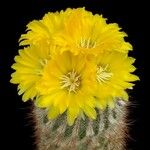 Parodia microsperma Flor