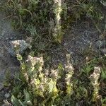 Parentucellia latifolia Цветок