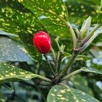 Aucuba japonica Fruit