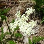 Meum athamanticum Flower