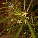 Thevetia neriifolia Flor