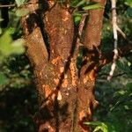 Aglaia elaeagnoidea Rhisgl