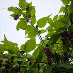Leycesteria formosa Libunga