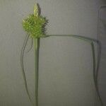 Carex oederi Blüte
