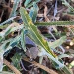 Picris strigosa Leaf