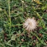 Tridax procumbens फल