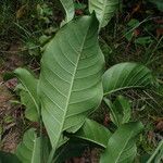 Psychotria articulata Hoja