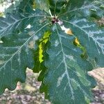 Quercus petraea Hostoa