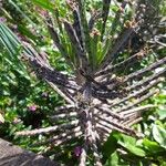 Bryophyllum delagoense Pokrój