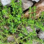 Amaranthus albus List