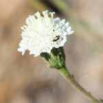 Chaenactis fremontii Flower