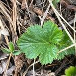 Geum aleppicum পাতা