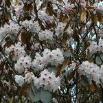 Rhododendron fulvum Flor