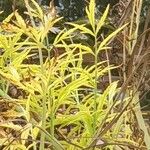 Cicuta virosa Leaf