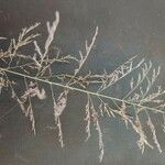 Eragrostis cylindriflora 花