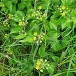 Pentarrhinum insipidum Habitus