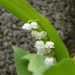 Convallaria majalis Cvet