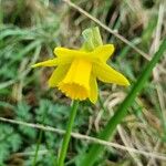 Narcissus assoanus Çiçek
