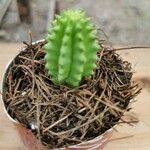 Euphorbia pulvinata List