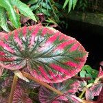 Begonia brevirimosa Habit