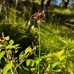 Allium oleraceumᱵᱟᱦᱟ