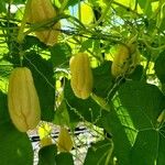 Sechium edule Φρούτο