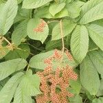 Rodgersia aesculifolia Foglia