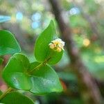 Syzygium tenuiflorum অভ্যাস