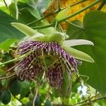 Passiflora ligularis 花