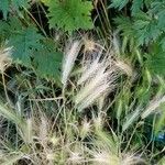 Hordeum marinum Лист