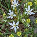 Alyssum alyssoides Fleur