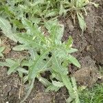 Cirsium arvenseЛист