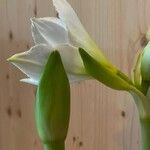 Hippeastrum reginae ᱮᱴᱟᱜ