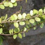 Sphyrospermum buxifolium Hábito