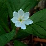 Lysimachia europaea Fleur