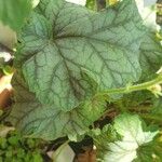 Heuchera americana 葉