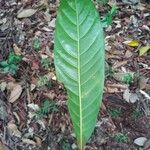 Barringtonia longisepala 叶