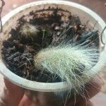 Cleistocactus winteri Leht