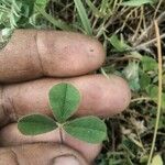 Trifolium striatum Folio