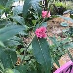 Clarkia unguiculata Blatt