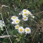 Erigeron annuusКвітка