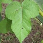 Passiflora foetida Blad