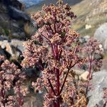 Valeriana pilosa Lorea