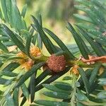 Taxus baccata Otro