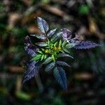 Bidens frondosa Flower