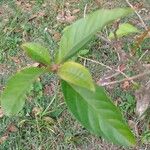 Citharexylum myrianthum Blatt