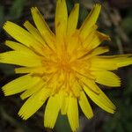 Krigia dandelion Flower